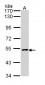 XIAP Antibody