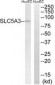 SLC5A3 / SMIT2 Antibody (aa221-270)