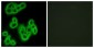 FPR1 / FPR Antibody (aa155-204)