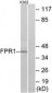 FPR1 / FPR Antibody (aa155-204)