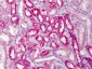 COMT Antibody (N-Terminus)