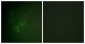 AHR Antibody (aa2-51)