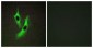 STEAP4 Antibody (aa201-250)