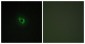 EPHA6 / EPH Receptor A6 Antibody (aa891-940)