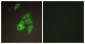 ST14 / Matriptase Antibody (aa10-59)