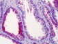 ST14 / Matriptase Antibody (aa10-59)