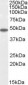 FLOT2 / Flotillin 2 Antibody (C-Terminus)