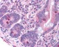 GNAT3 / Gustducin Antibody (Internal)