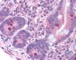 GNAT3 / Gustducin Antibody (Internal)