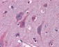 MYRIP Antibody (C-Terminus)