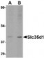 SLC35D1 Antibody (N-Terminus)