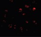 KLHL15 Antibody (C-Terminus)