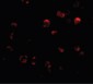 KLHL15 Antibody (C-Terminus)