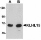 KLHL15 Antibody (C-Terminus)