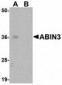 TNIP3 Antibody (C-Terminus)