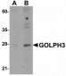 GOLPH3 Antibody (N-Terminus)