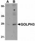 GOLPH3 Antibody (N-Terminus)