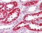 OCIAD2 Antibody (N-Terminus)
