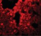 SRPX2 Antibody (N-Terminus)
