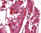 SRPX2 Antibody (N-Terminus)