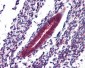 SRPX2 Antibody (N-Terminus)