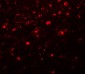 CCDC88A / GIV / Girdin Antibody (C-Terminus)
