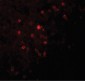 TSPAN9 Antibody (Internal)
