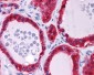 TSPAN9 Antibody (Internal)