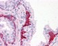 PIAS3 Antibody (C-Terminus)