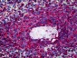 CD45 Antibody (clone PD7/26/16 + 2B11)