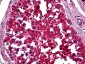 NOTCH1 Antibody (C-Terminus)