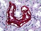 INHA / Inhibin Alpha Antibody