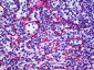 TIE1 / TIE Antibody (C-Terminus)