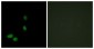 HMGN2 Antibody (aa1-50)