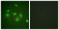 HDAC6 Antibody (aa7-56)