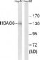 HDAC6 Antibody (aa7-56)