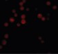 ATG9B Antibody (C-Terminus)