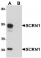 SCRN1 / Secernin 1 Antibody (C-Terminus)