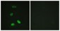 MYB / c-Myb Antibody (aa1-50)