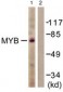 MYB / c-Myb Antibody (aa1-50)