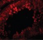 CRISP2 / TSP1 Antibody (N-Terminus)