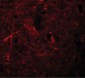 NLRP7 / NALP7 Antibody (N-Terminus)