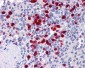 NLRP7 / NALP7 Antibody (N-Terminus)