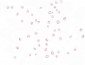 KPNA3 / Importin Alpha 4 Antibody (C-Terminus)