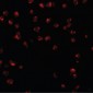 KPNA3 / Importin Alpha 4 Antibody (C-Terminus)
