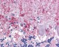 KPNA3 / Importin Alpha 4 Antibody (C-Terminus)