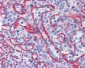 STAU1 / Staufen Antibody (C-Terminus)