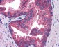 SLC39A10 / ZIP10 Antibody (Internal)