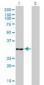 ANXA5 / Annexin V Antibody (clone 1F4-1A5)