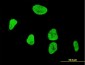 AML1 / RUNX1 Antibody (clone 3A1)